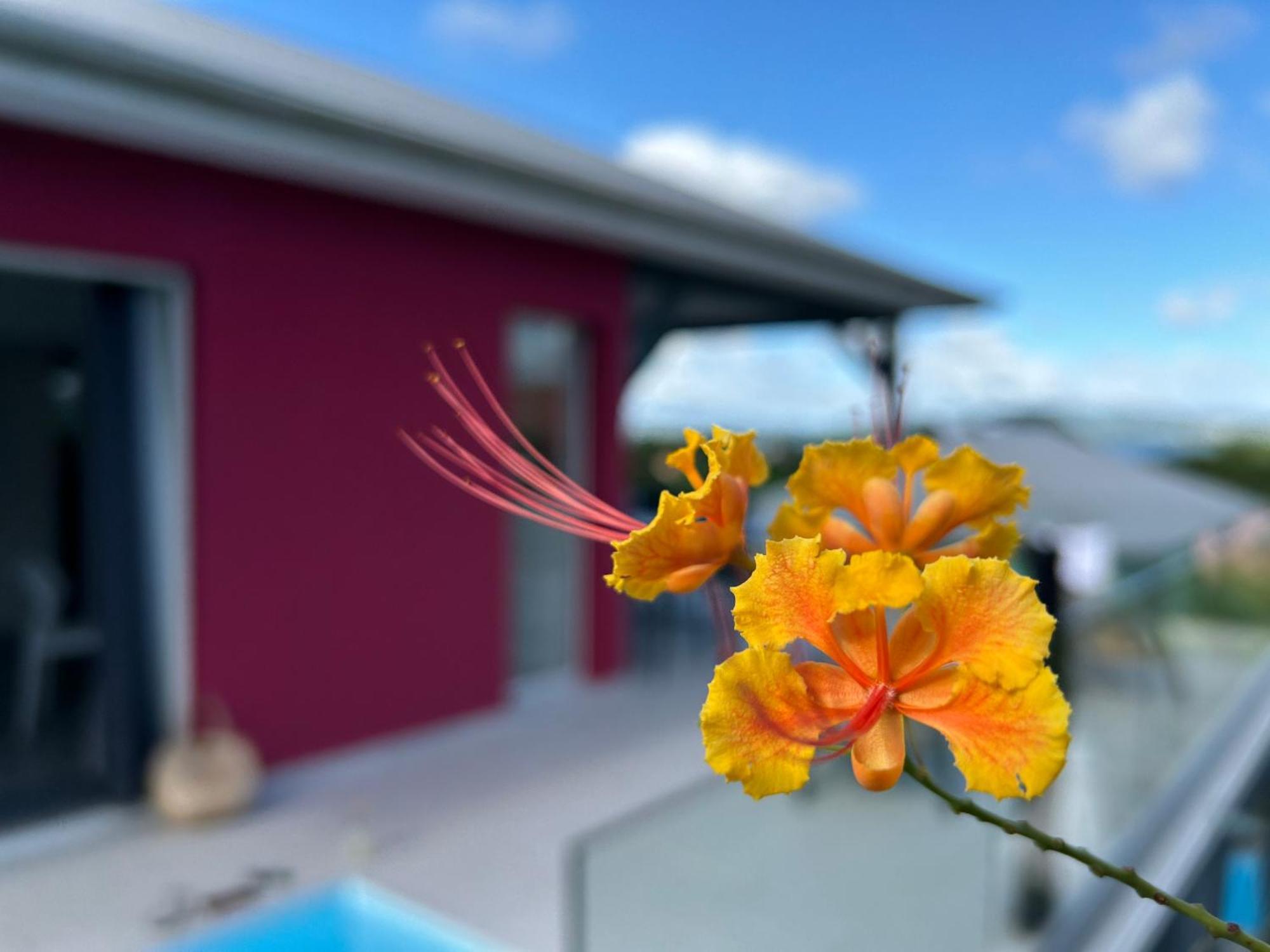 La Villa Jalna Grenadine Deux Chambres Et Piscine Privee 莱特鲁瓦西莱 外观 照片