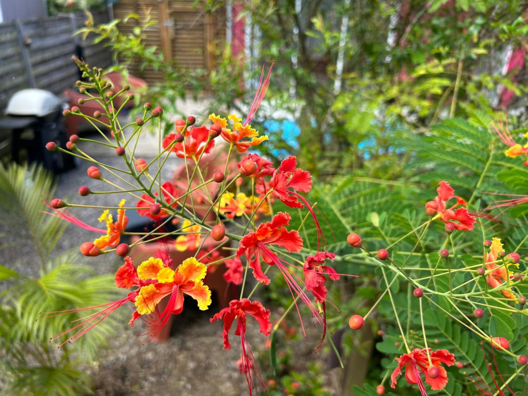 La Villa Jalna Grenadine Deux Chambres Et Piscine Privee 莱特鲁瓦西莱 外观 照片